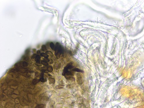 Pseudomassaria minor - 