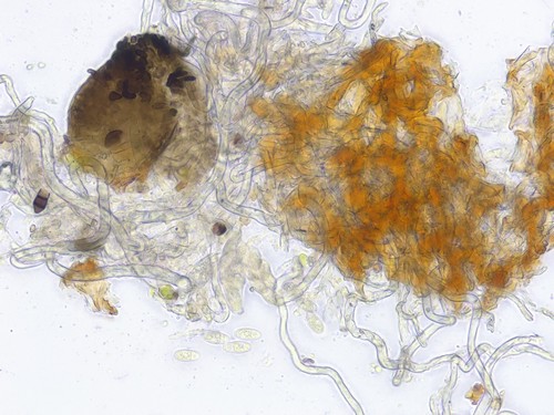 Pseudomassaria minor - 