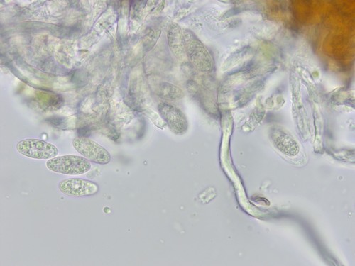 Pseudomassaria minor - 