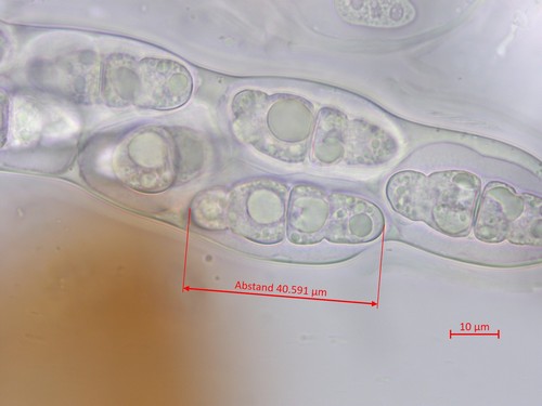 Wettsteinina dryadis - 