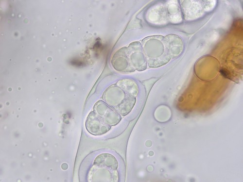 Wettsteinina dryadis - 