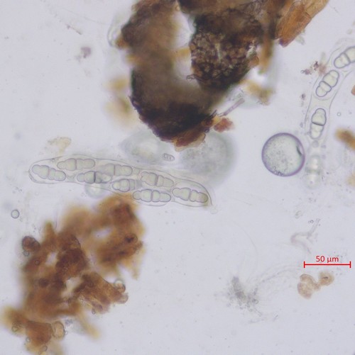 Wettsteinina dryadis - 