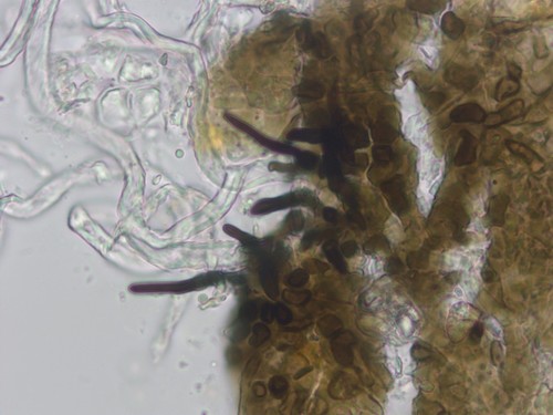 Pseudomassaria minor - 