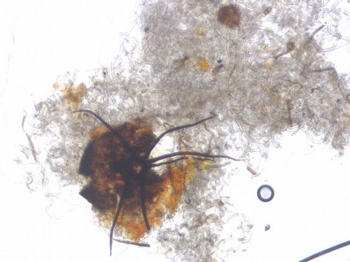 Unbestimmt auf Dryas octopetala - 