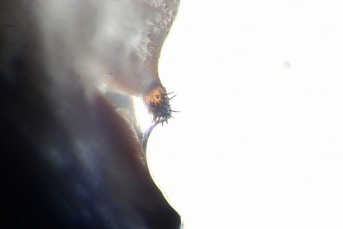Unbestimmt auf Dryas octopetala - 