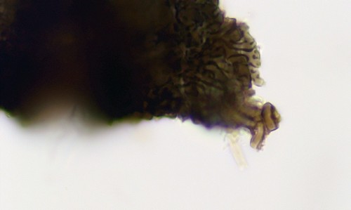 Stomiopeltis dryadis - 