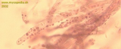 Russula turci - Primoridalhyphen inkrustiert - 
