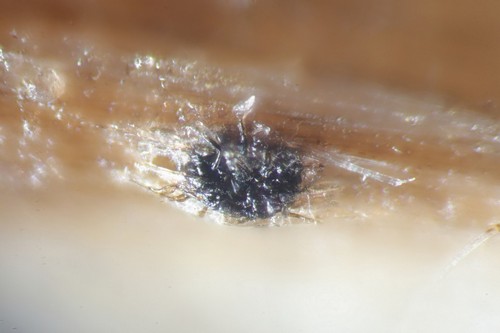 Pleospora penicillus - 