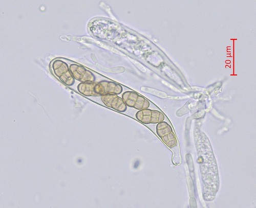 Pleospora penicillus - 