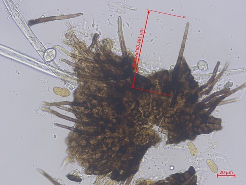 Pleospora penicillus - 