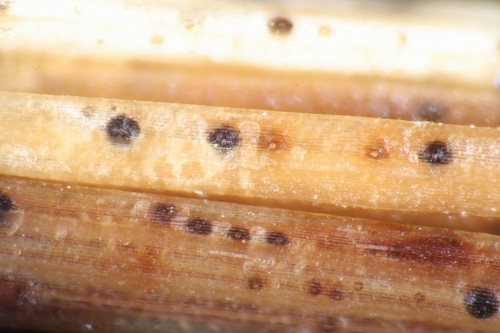 Didymella macrospora - 