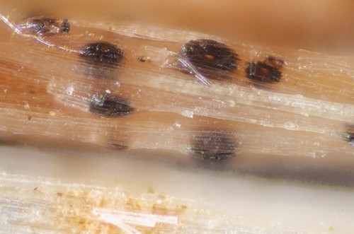 Didymella macrospora - 