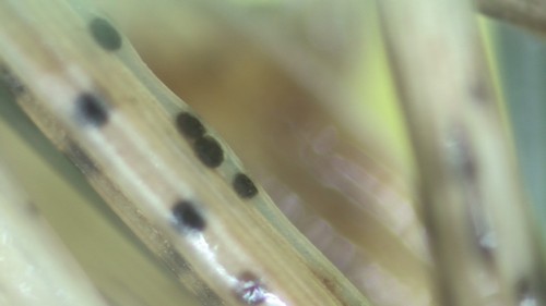 Didymella macrospora - 