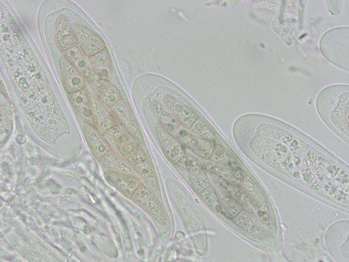 Lophiostoma - 
