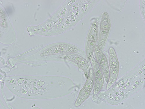 Lophiostoma - 