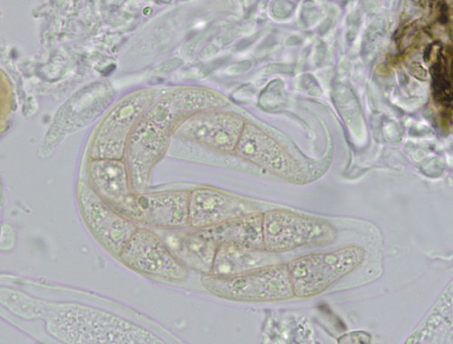 Lophiostoma - 