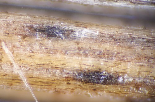 Lophiostoma - 