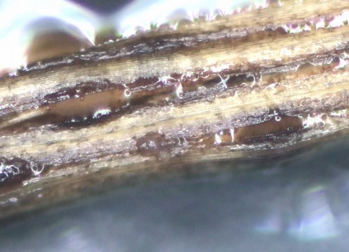 Lophiostoma - 