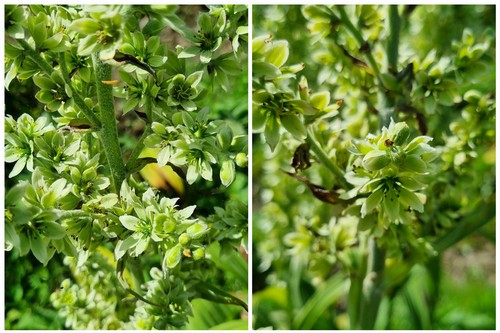 Veratrum album - 