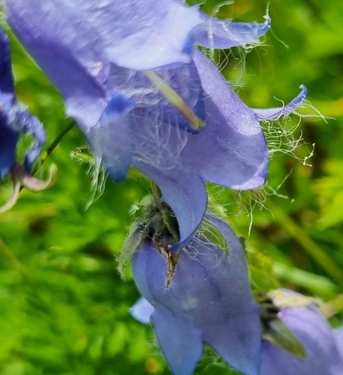 Campanula barbata - 