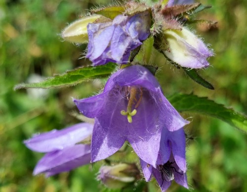 Campanula barbata - 