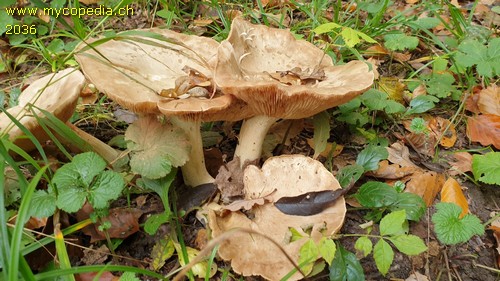 Entoloma sinuatum - 