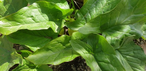 Arum maculatum - 