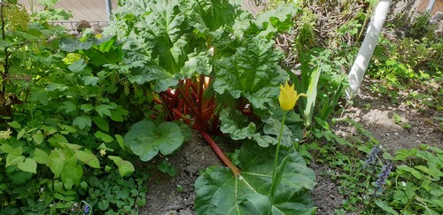 Rheum rhabarbarum - 