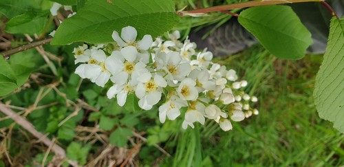 Prunus padus - 