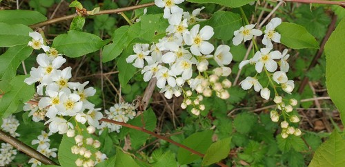 Prunus padus - 