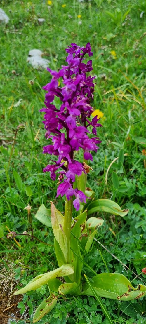 Orchis mascula - 