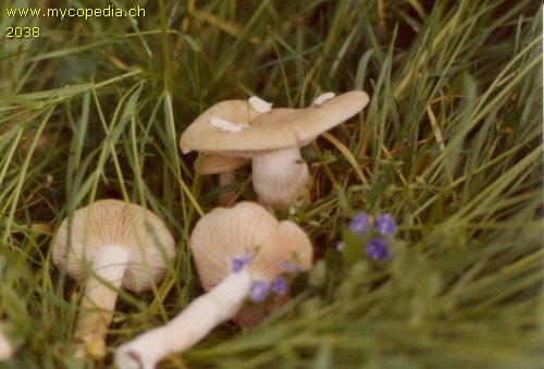 Entoloma clypeatum - 