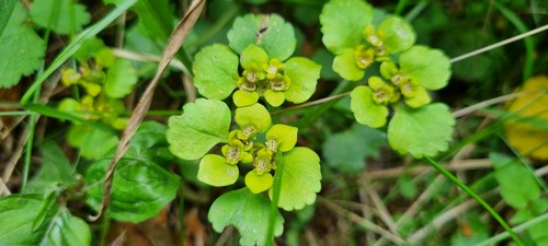 Chrysosplenium alternifolium - 
