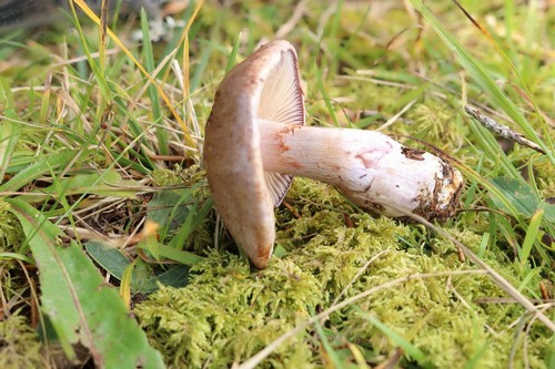Cortinarius violaceomaculatus - 