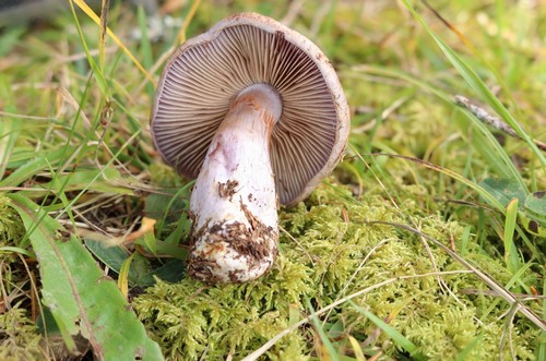 Cortinarius violaceomaculatus - 