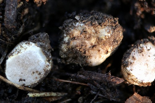 Hymenogaster niveum - 