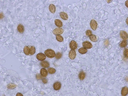 Hymenogaster niveum - 