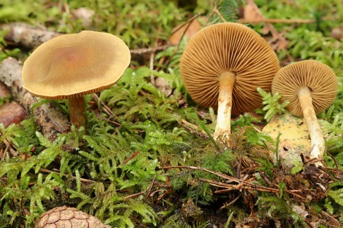 Cortinarius venetus - 