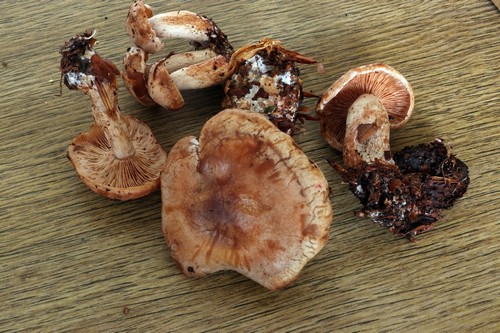 Hertzogia martiorum - 