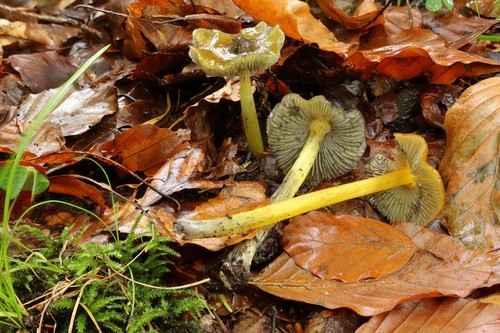Hygrocybe conica - 