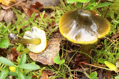 Hygrocybe conica - 