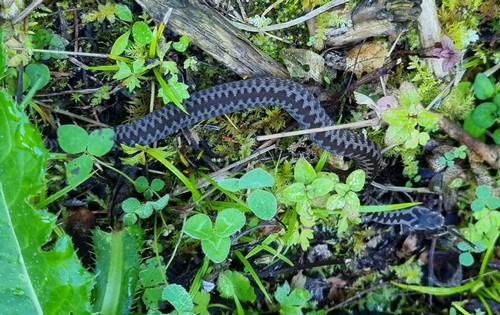 Vipera berus - 