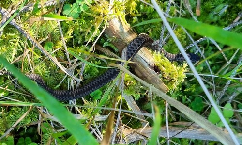 Vipera berus - 