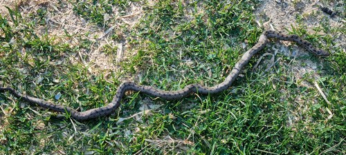 Coronella austriaca - 