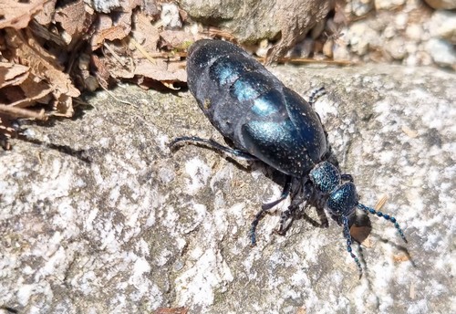 Meloe proscarabaeus - 