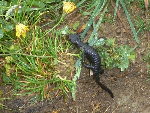 Salamandra atra - 