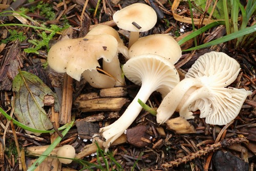 Cuphophyllus virgineus var. ochraceopallidus - 