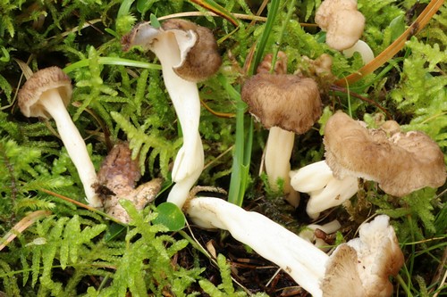 Craterellus tubaeformis - 