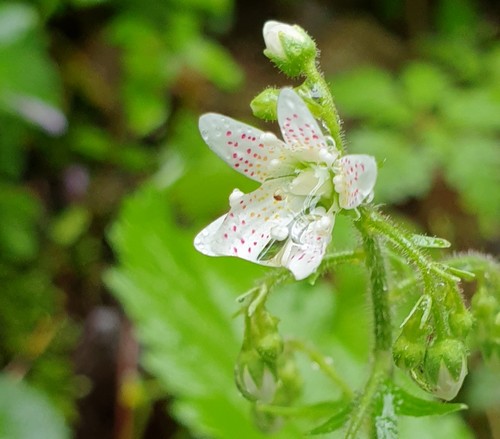 Saxifraga rotundifolia - 