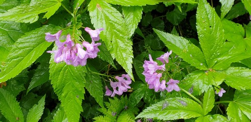Cardamine pentaphyllos - 